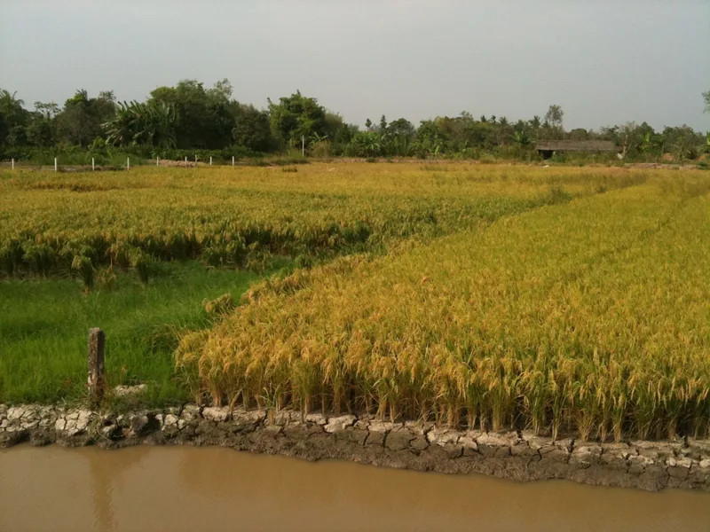 Golden and green rice paddies border a muddy canal in the countryside near Can Tho.